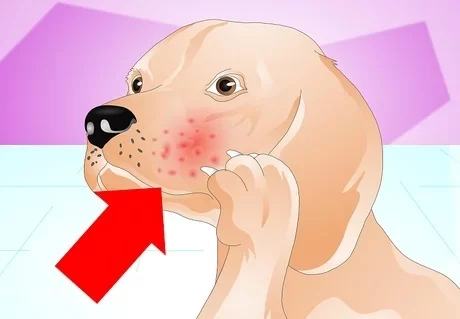 Qu'est-ce qu'une véritable allergie alimentaire chez les chiens