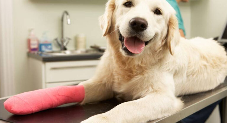 La maladie de Cushing peut avoir deux causes différentes chez le chien