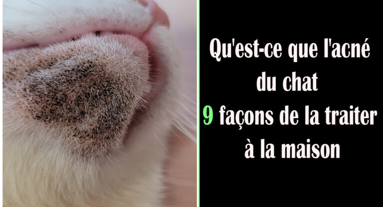 Qu&rsquo;est-ce que l&rsquo;acné du chat et 9 façons de la traiter à la maison