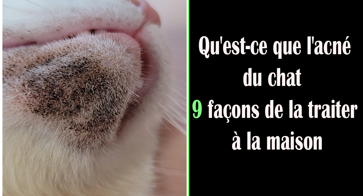 Qu’est-ce que l’acné du chat et 9 façons de la traiter à la maison bosses croûteuses douloureuses au toucher l'acné féline menton prescrits Signes d'acné féline symptômes toilettage toxiques Toyger traitement rénal Traumatisme des reins Tumeurs rénales un chat un espace de jeu idéal Une augmentation de la miction une mauvaise haleine vétérinaire visites plus fréquentes à la litière Vomissement du chat vomissements votre chat votre chat lèche ou mâche vos cheveux Votre chat vous aime votre chaton votre chatte votre félin votre matou z les chats souffrant