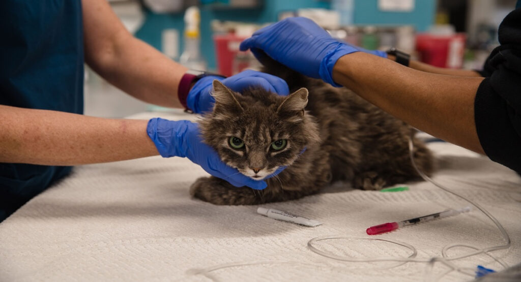Les 5 maladies les plus courantes chez les chats