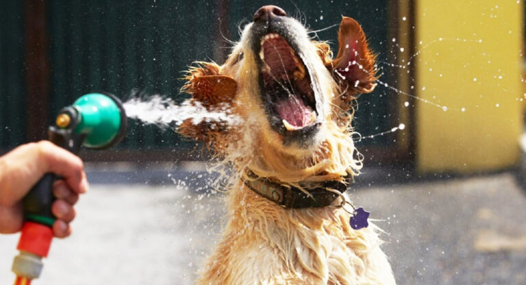 rafraîchir votre chien en été