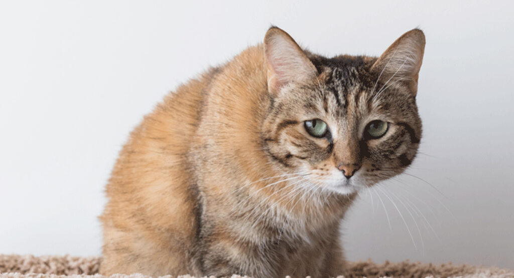 5 façons de détecter si votre chat souffre