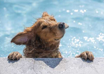 Untitled 1 27 4 étapes : Comment apprendre à votre chien à nager