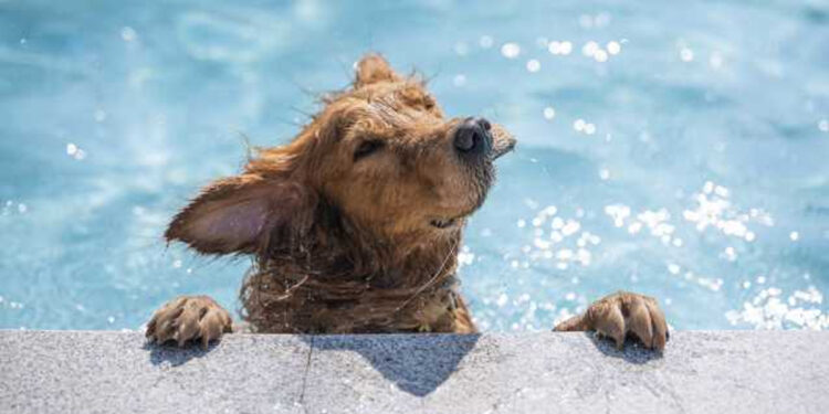 Untitled 1 27 4 étapes : Comment apprendre à votre chien à nager nager