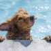 Untitled 1 27 4 étapes : Comment apprendre à votre chien à nager Accident