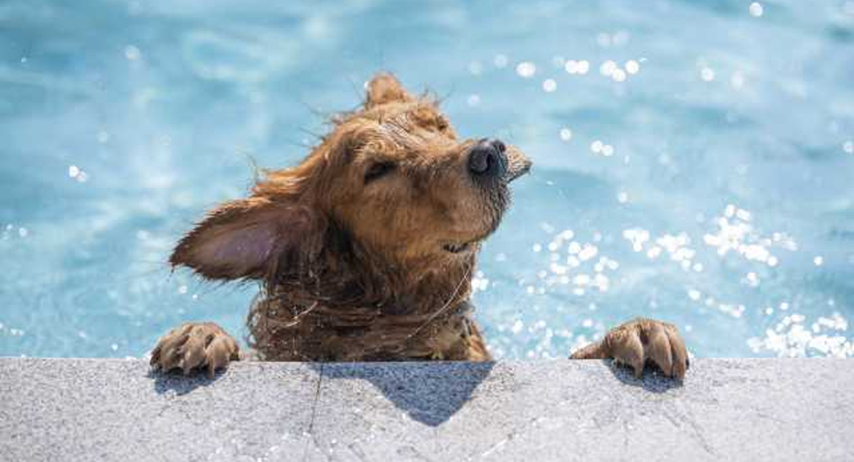 4 étapes : Comment apprendre à votre chien à nager