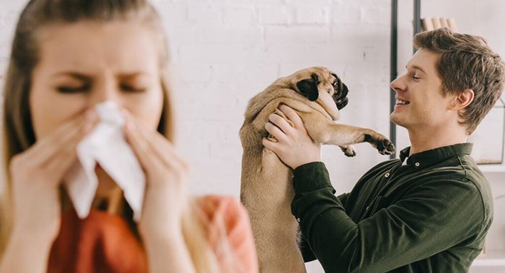 7 races de chiens hypoallergéniques pour les personnes souffrant d&rsquo;allergies