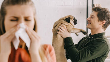 7 races de chiens hypoallergéniques pour les personnes souffrant d’allergies
