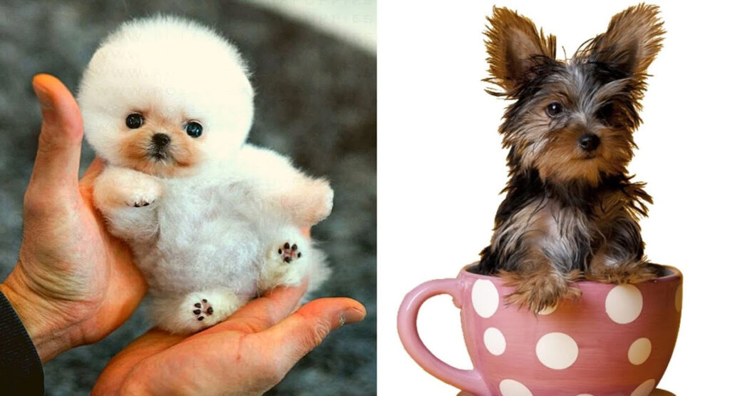 7 des races de petits chiens les plus adorables du monde