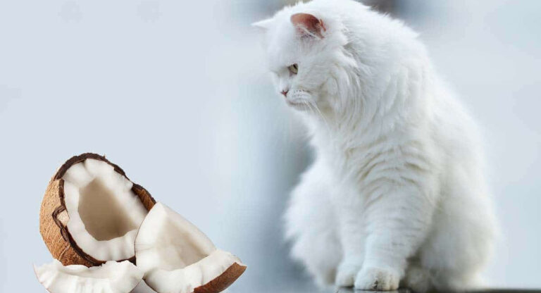 6 bienfaits surprenants de l'huile de noix de coco pour la santé de votre chat