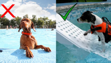 piscine est mauvaise à boire pour les chiens
