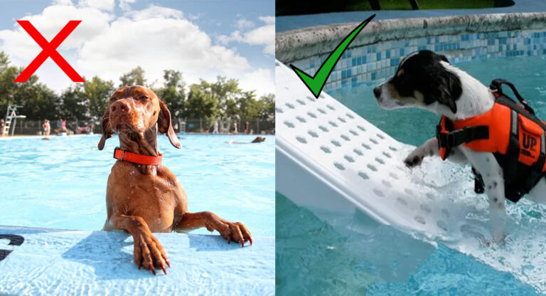 piscine est mauvaise à boire pour les chiens