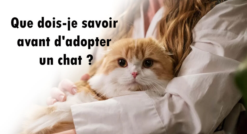 choses à savoir absolument avant d’adopter un chat choses à savoir absolument avant d'adopter un chat