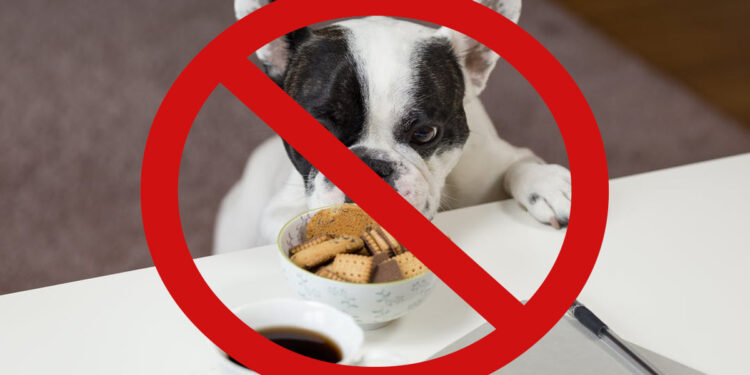Untitled 1 8 Voici les 10 aliments que votre chien ne doit jamais manger chien