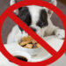 Untitled 1 8 Voici les 10 aliments que votre chien ne doit jamais manger chat
