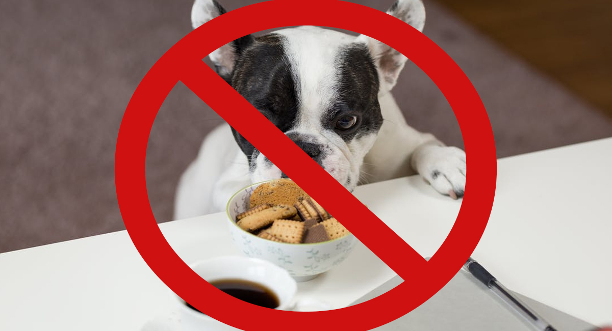 Voici les 10 aliments que votre chien ne doit jamais manger