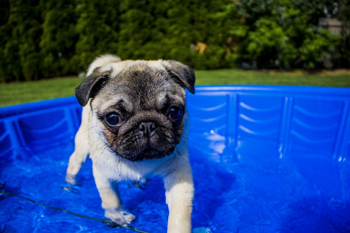 Comment enseigner à votre chien à nager en 4 étapes