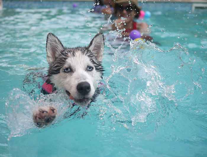 Comment enseigner à votre chien à nager en 4 étapes
