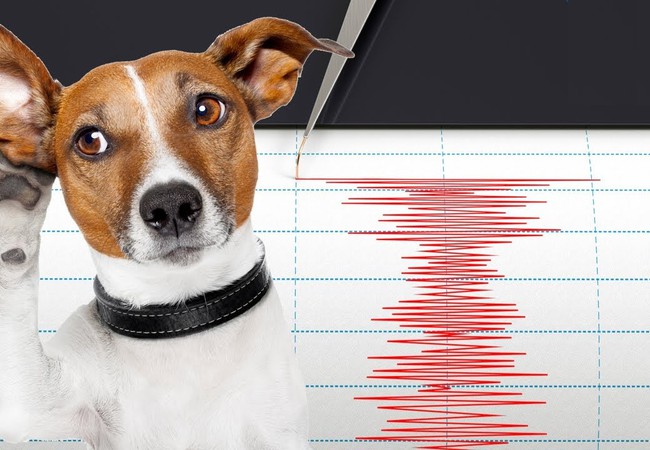 Est-il vrai que les animaux ressentent les tremblements de terre en premier